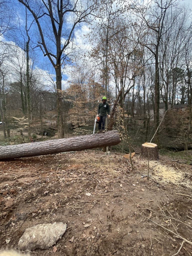 Arborscape Tree Care tree service work