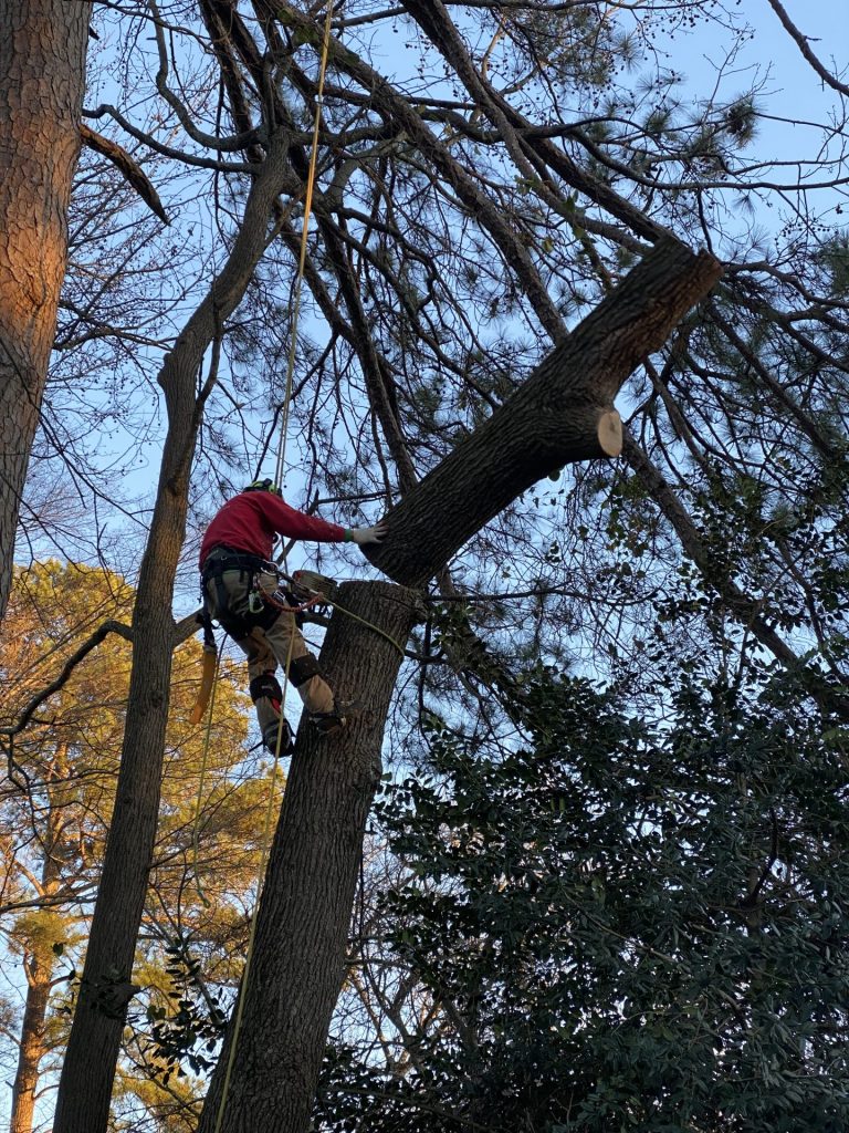 Arborscape Tree Care tree service work