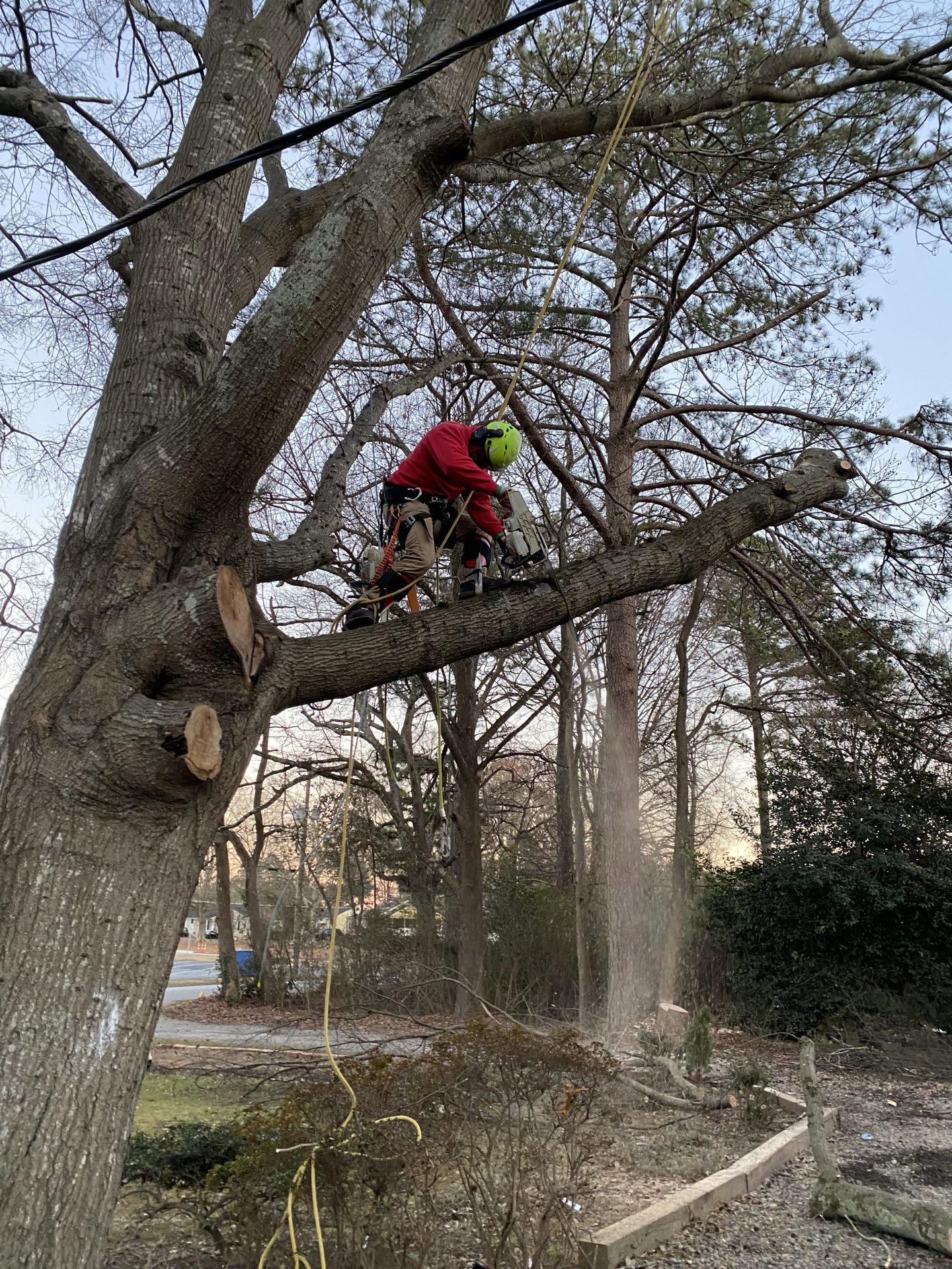 Photo of Arborscape Tree Care