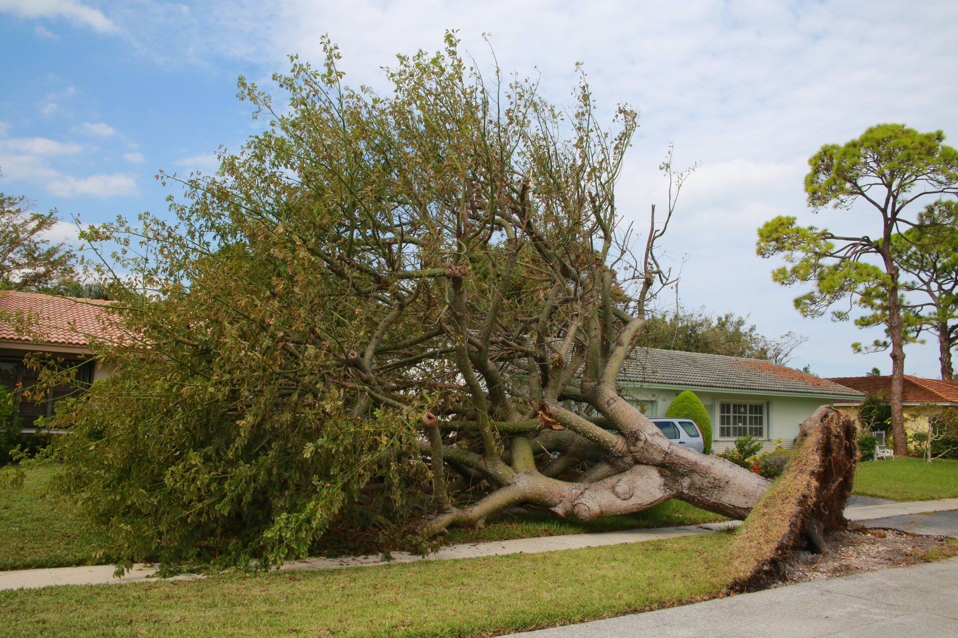 Photo of VanTubbs Tree Service, LLC