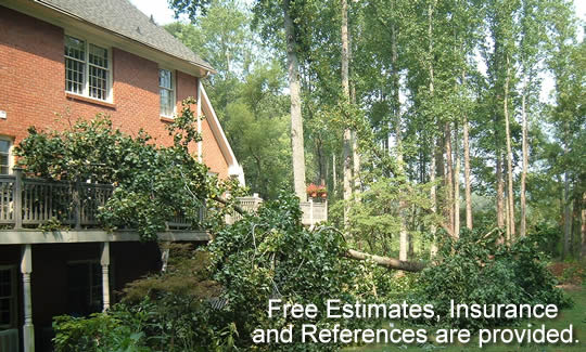 Atlanta Tree Arbors tree service work