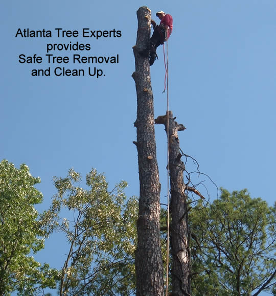Atlanta tree experts safe tree removal