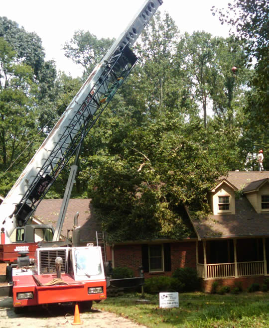 Photo of Atlanta Tree Arbors