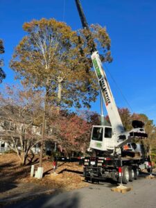 Aable John's Tree Service, Inc. tree service work