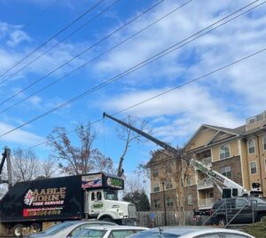 Aable John's Tree Service, Inc. tree service work