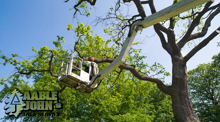 Photo of Aable John's Tree Service, Inc.