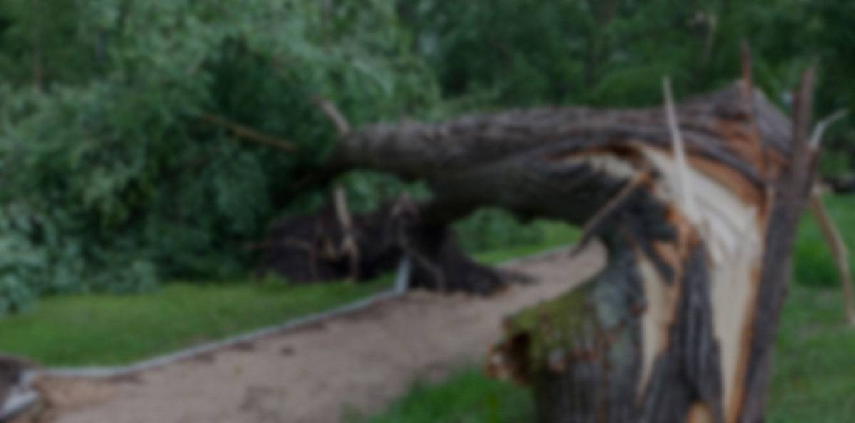 Atlanta tree service