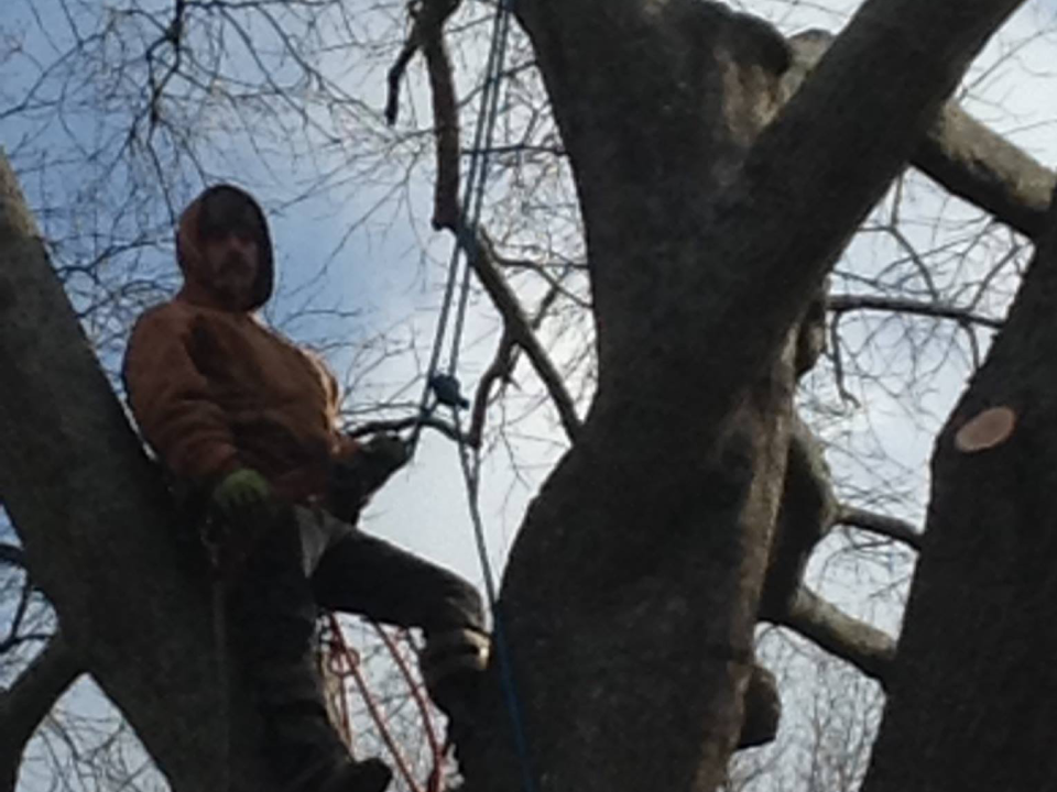 Photo of Lee's Tree Service