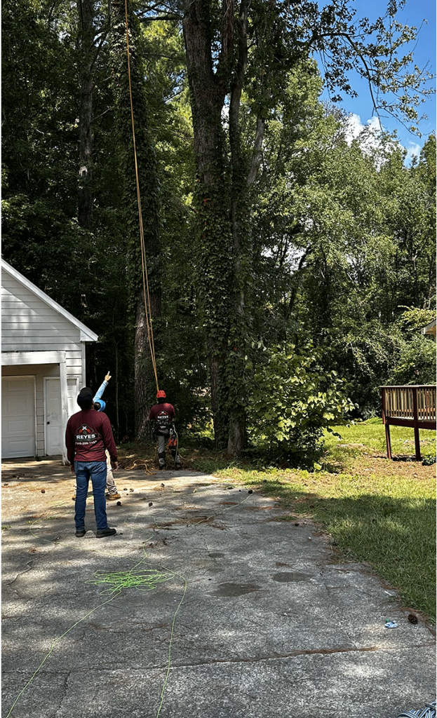 Photo of Reyes Tree Service LLC