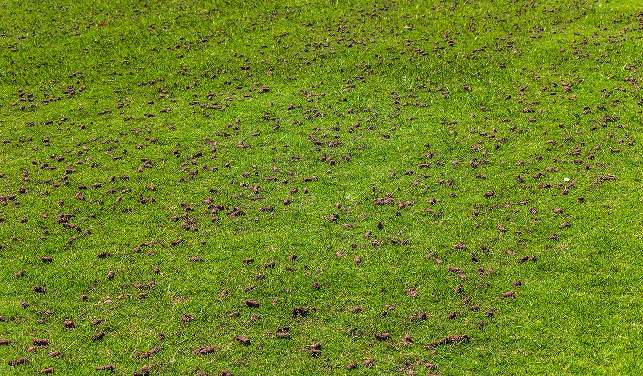 Core%20aeration%202