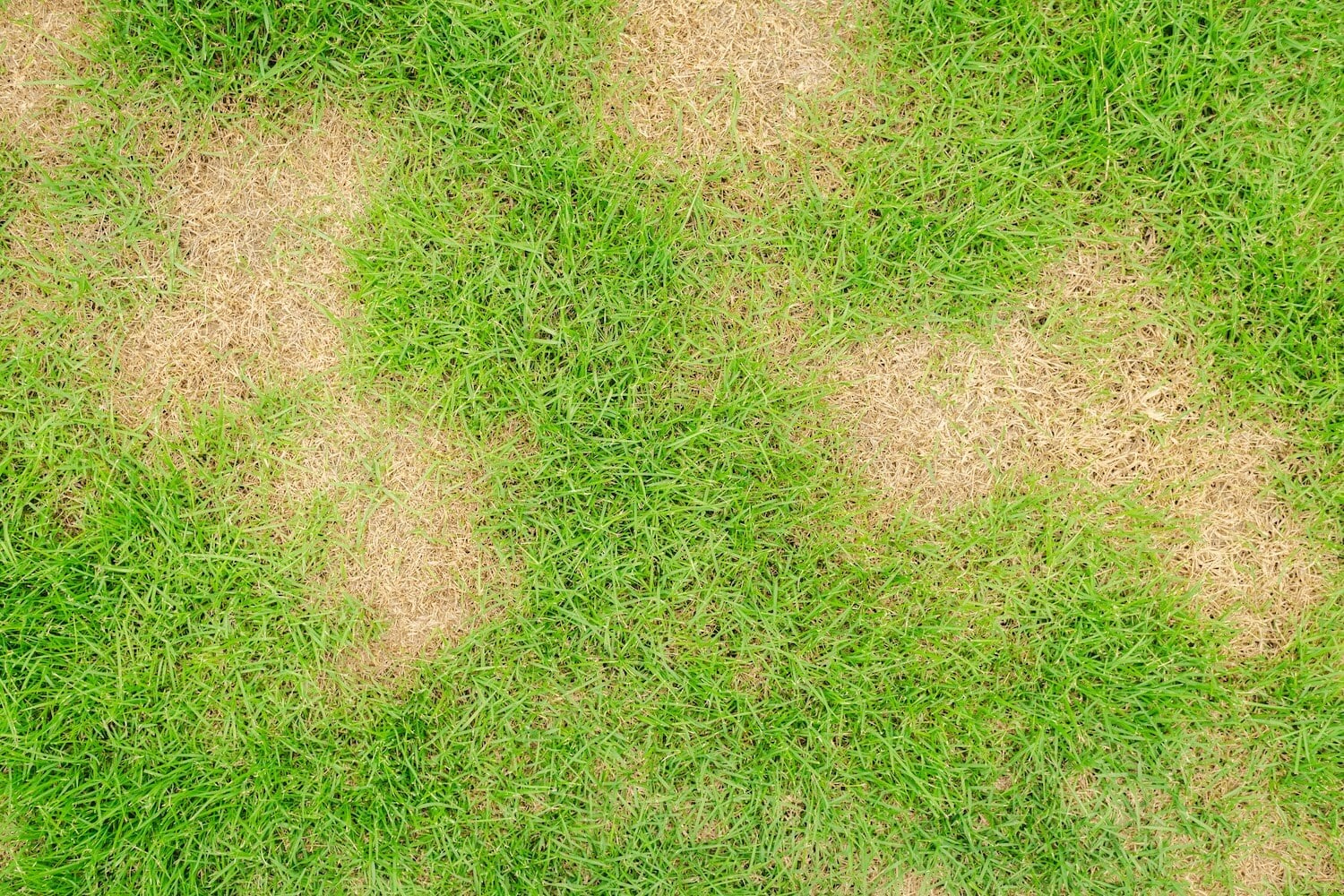Lawn%20fungus%20top%20turf