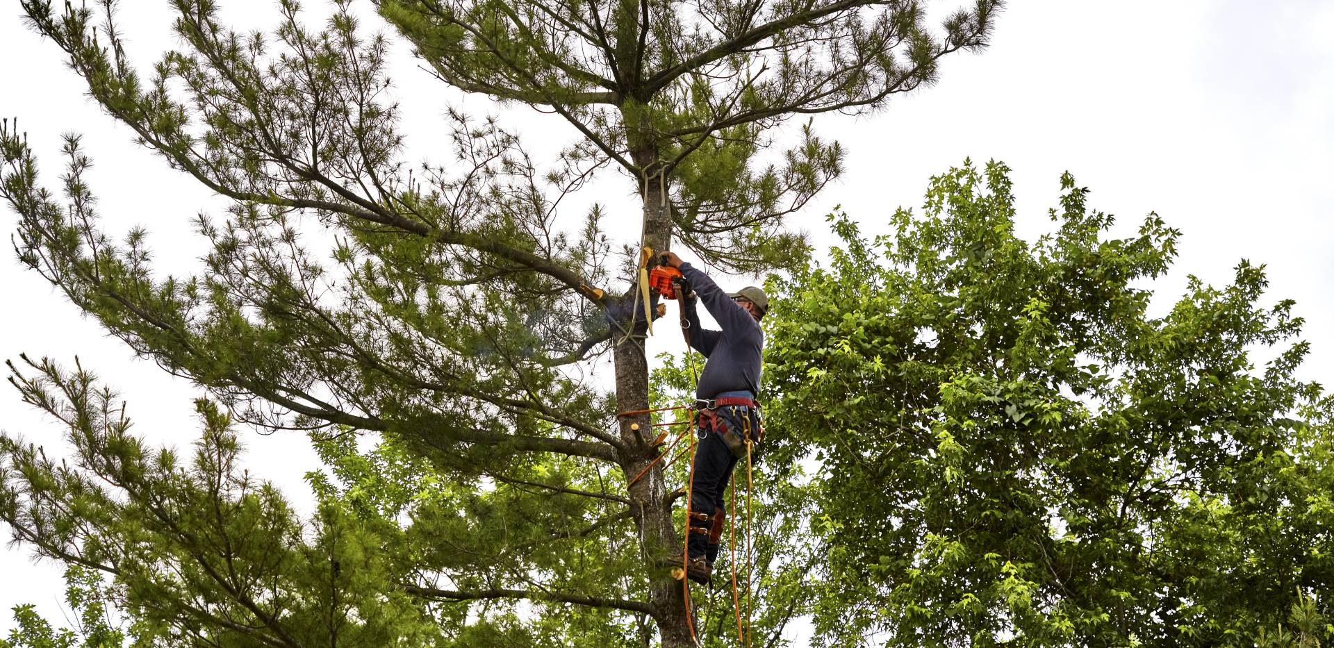 Photo of All-Pro Tree Service