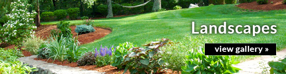 Hutcheson Horticultural Company - Landscaping Service tree service work