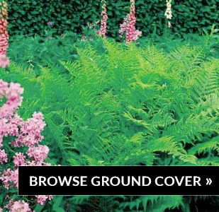 Browse ground cover