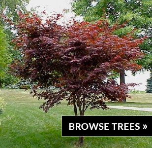 Browse trees