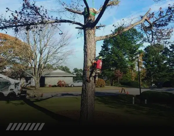 Tree removal newnan ga