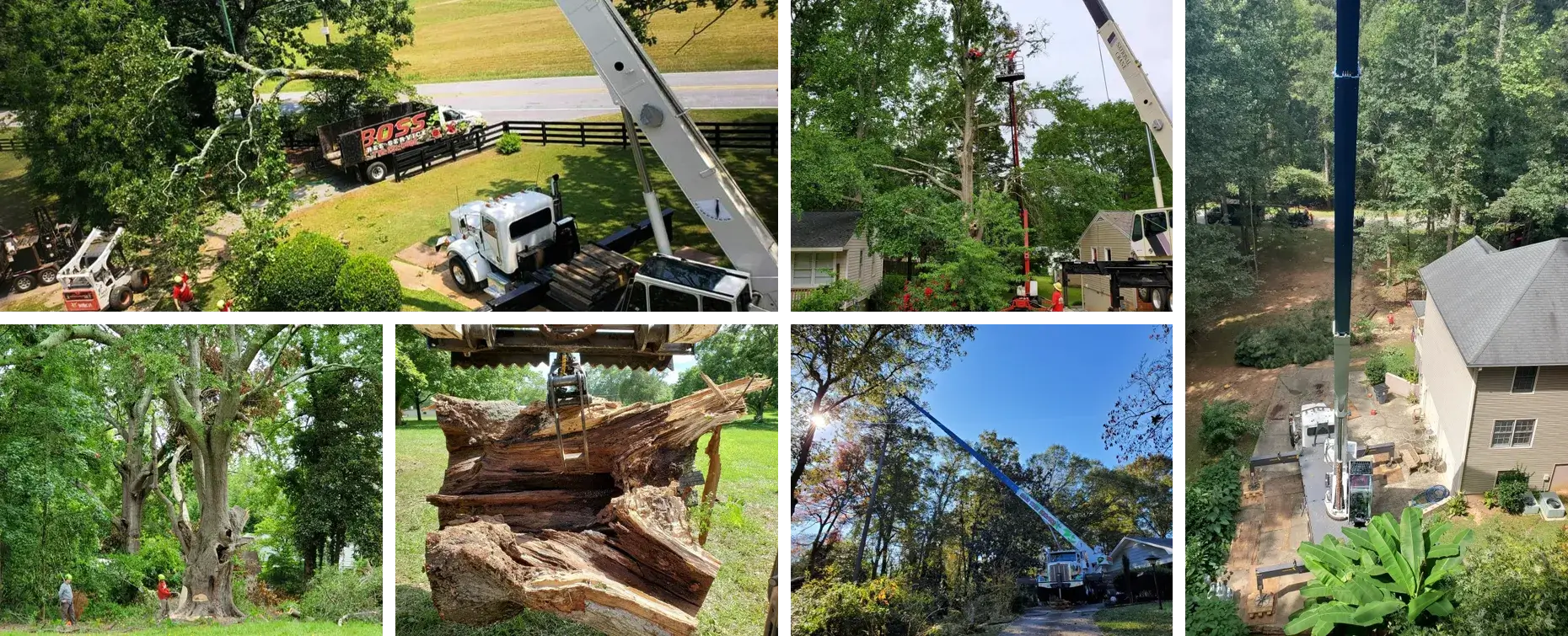 Photo of Boss Tree Service