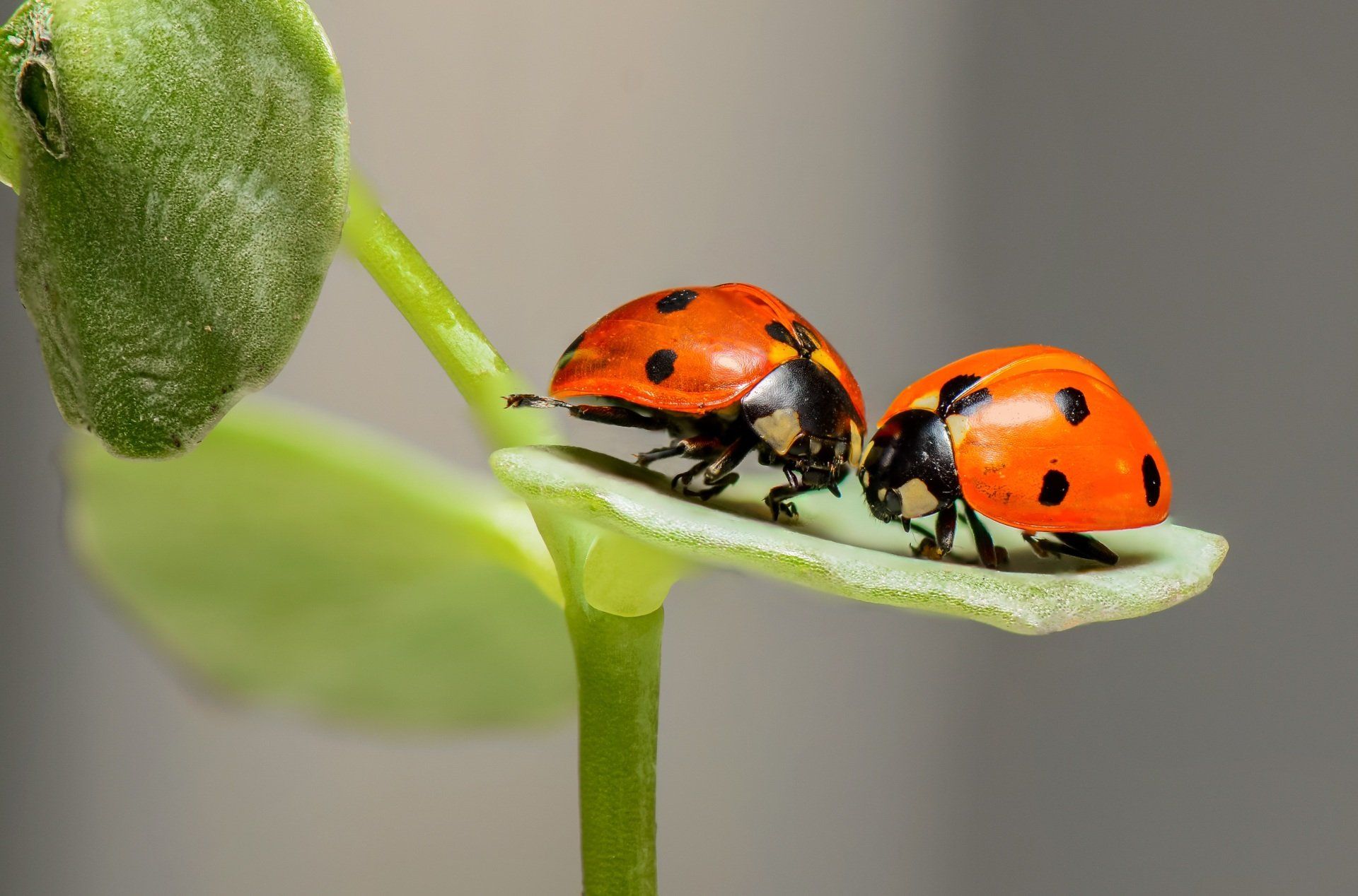 Ladybugs bugs insects 2880w