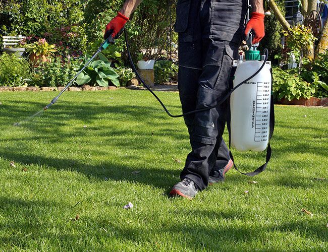 Home lawn care man spraying lawn 1920w