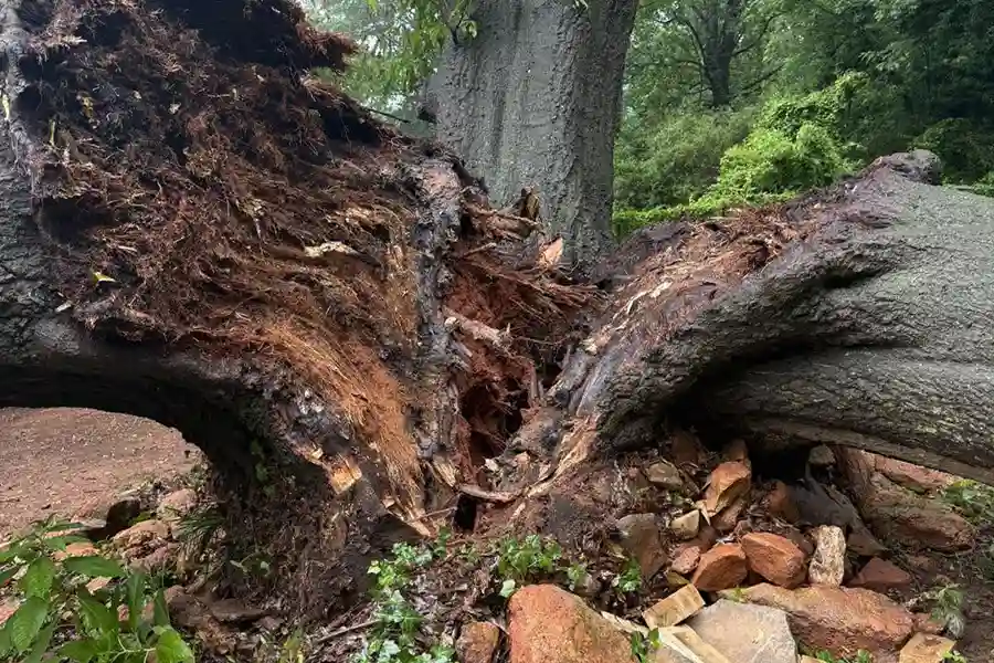 Stump Grinding