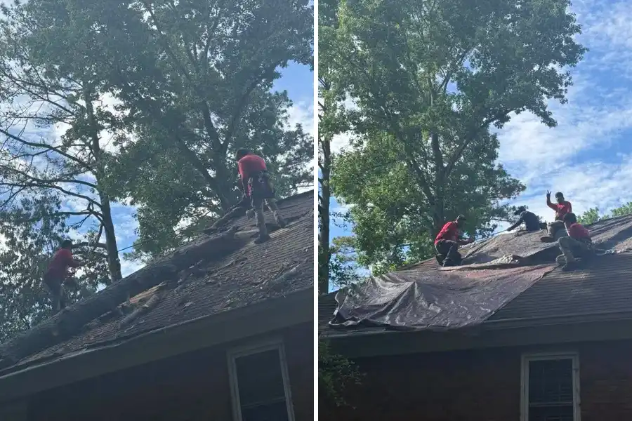 Dead Tree Removal