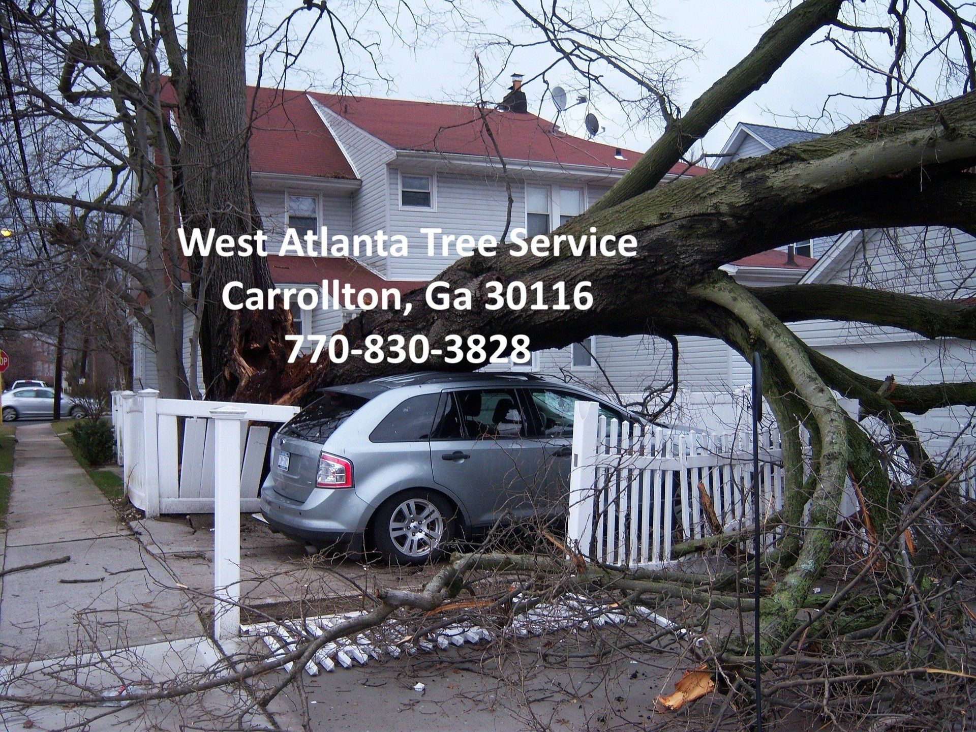 Tree+on+car NAP 1920w