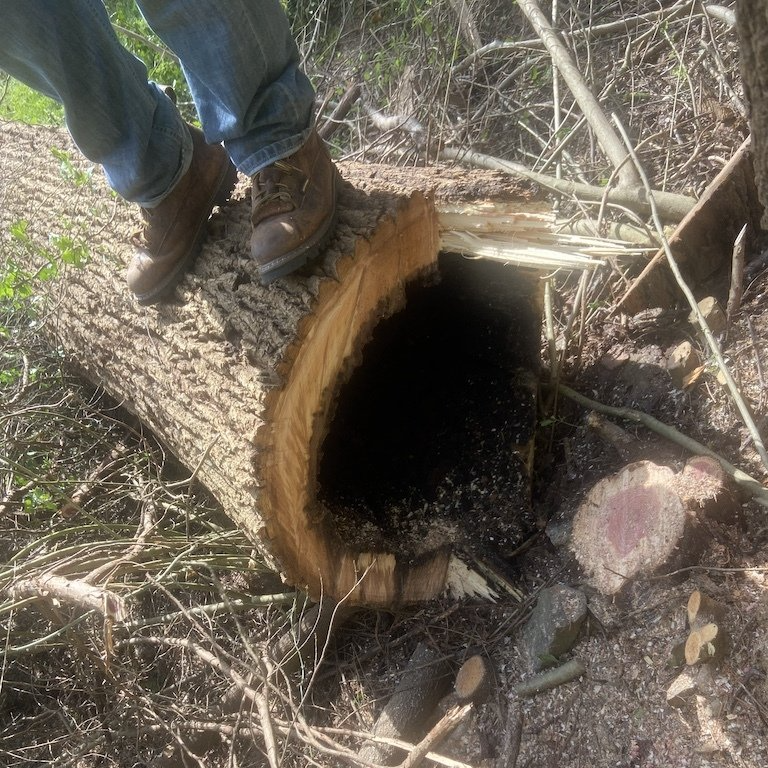 Tree that was removed that was hollow inside small 1920w