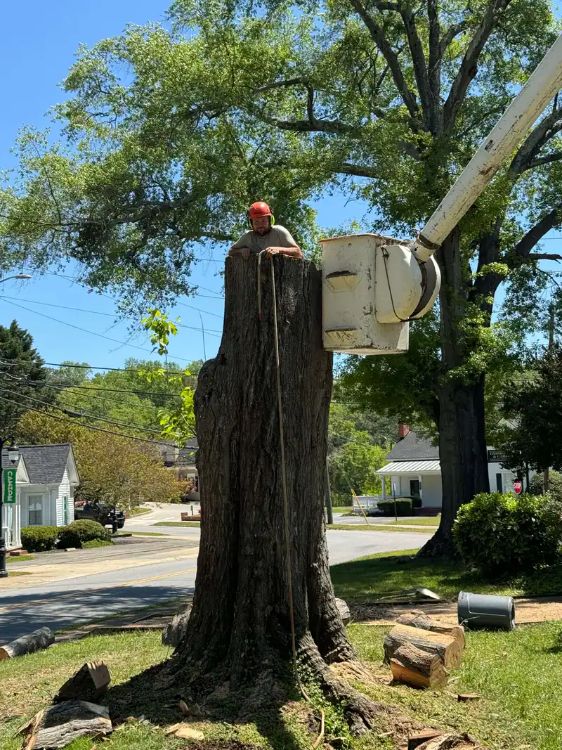 Tree Trimming Cherokee County Georgia