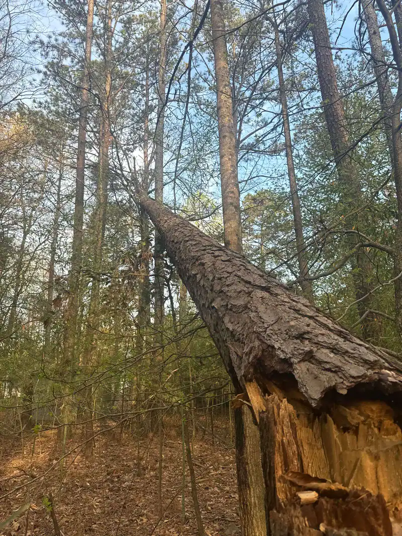 Photo of Tree service 4 u