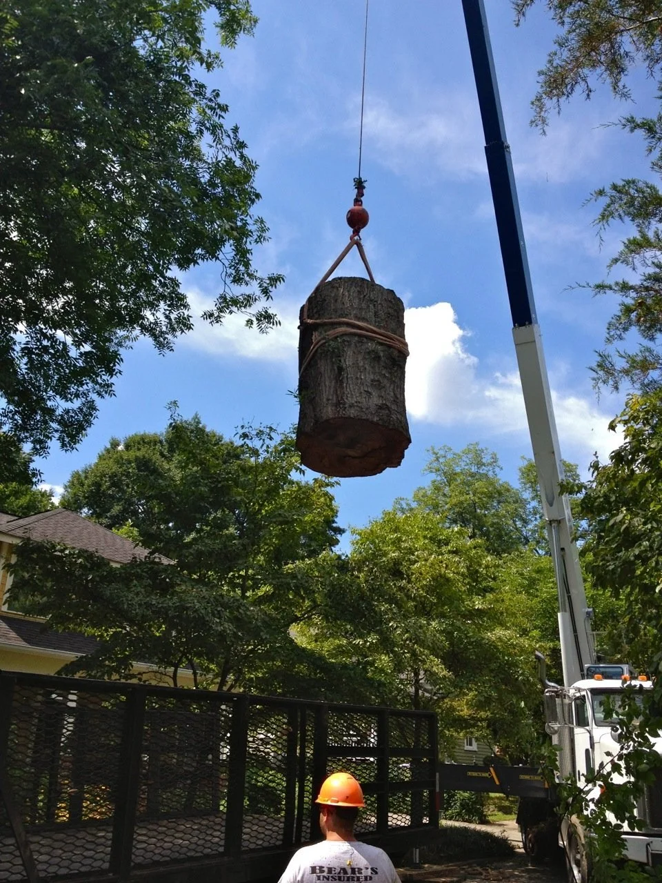 Photo of Bear's Insured Tree Service