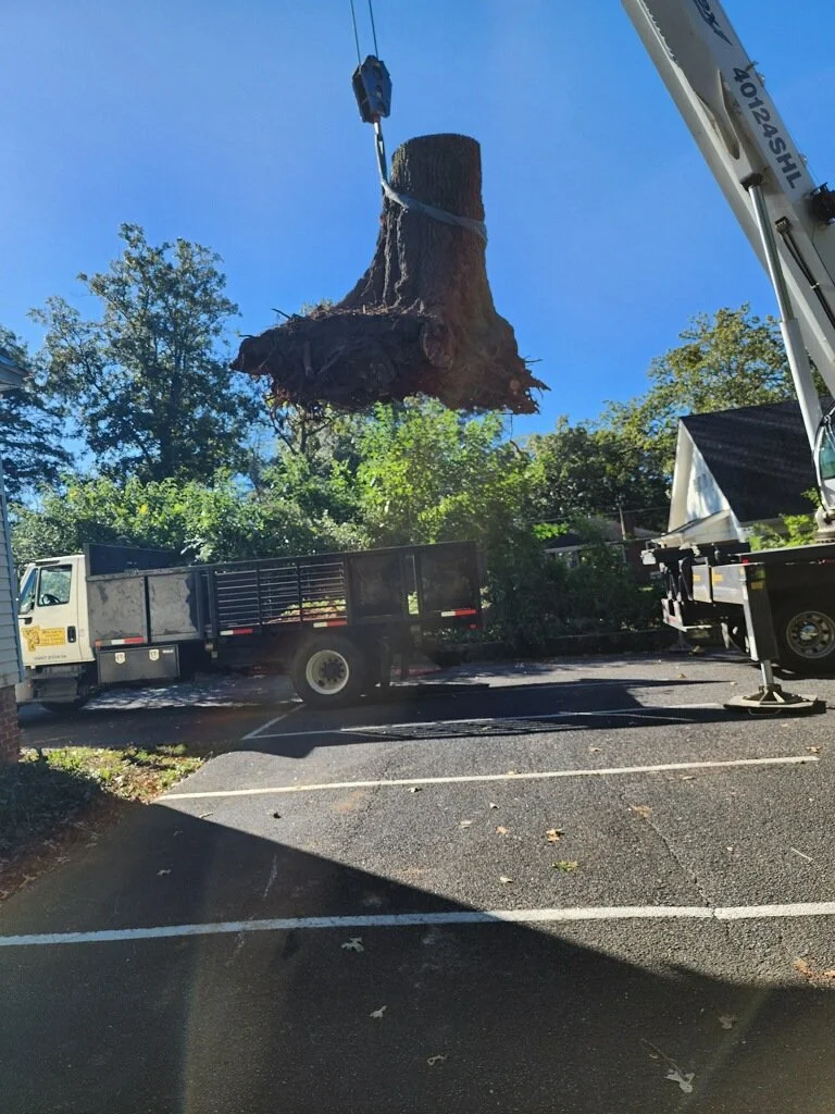BTS+stump+removal