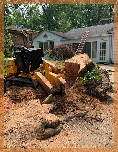 Robert tree prunning