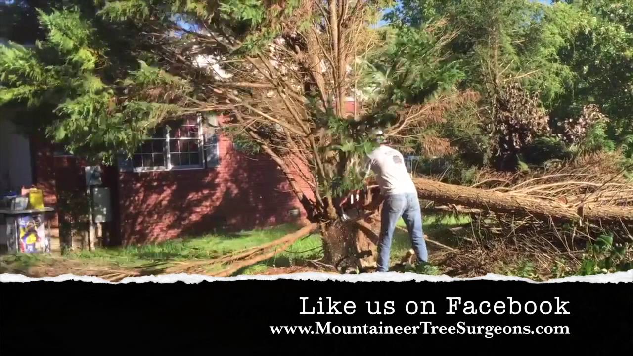 Mountaineer Tree Service tree service work
