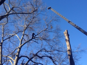 Chipper Trees LLC tree service work