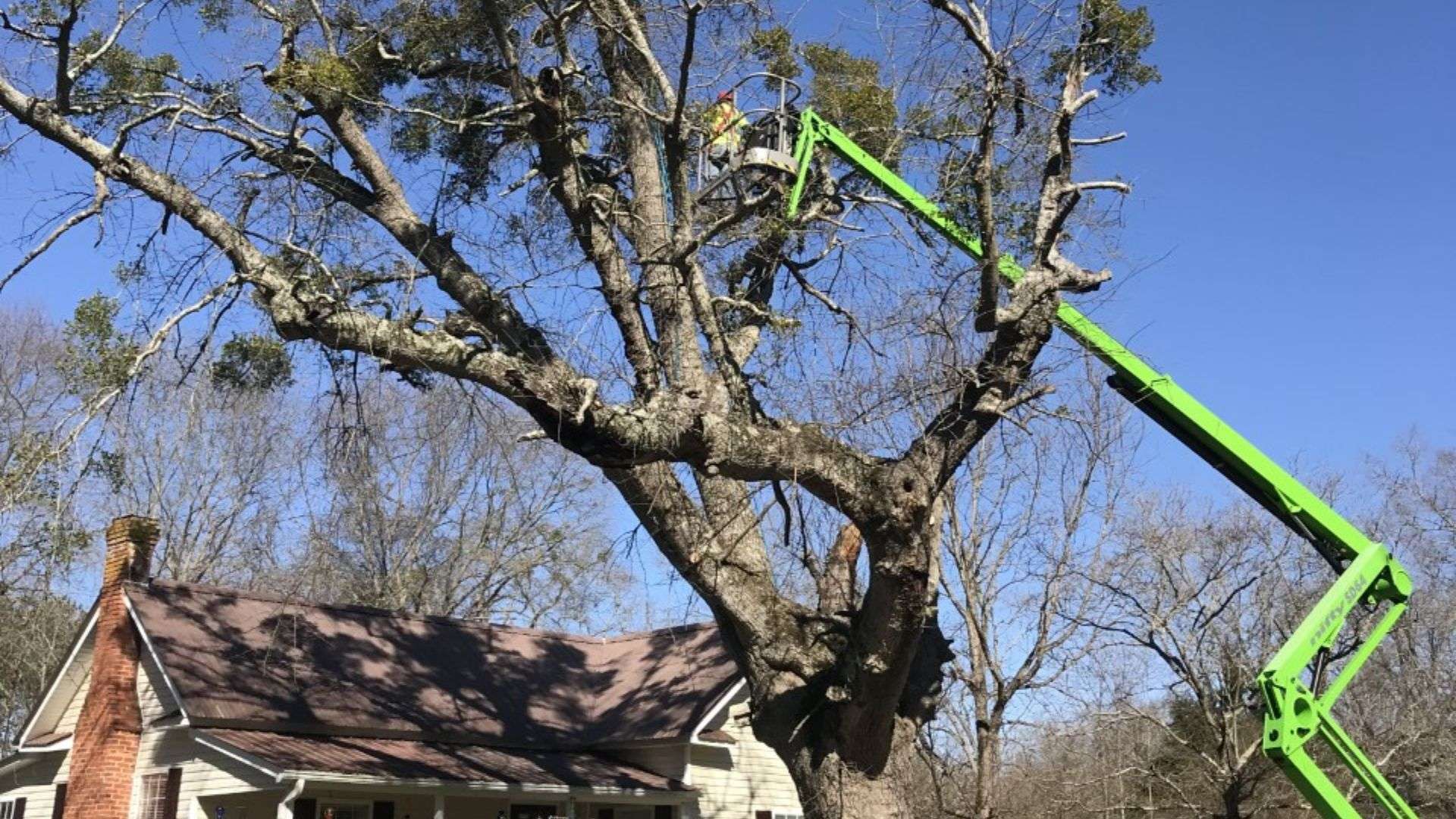 Photo of Southern Scapes Tree Experts