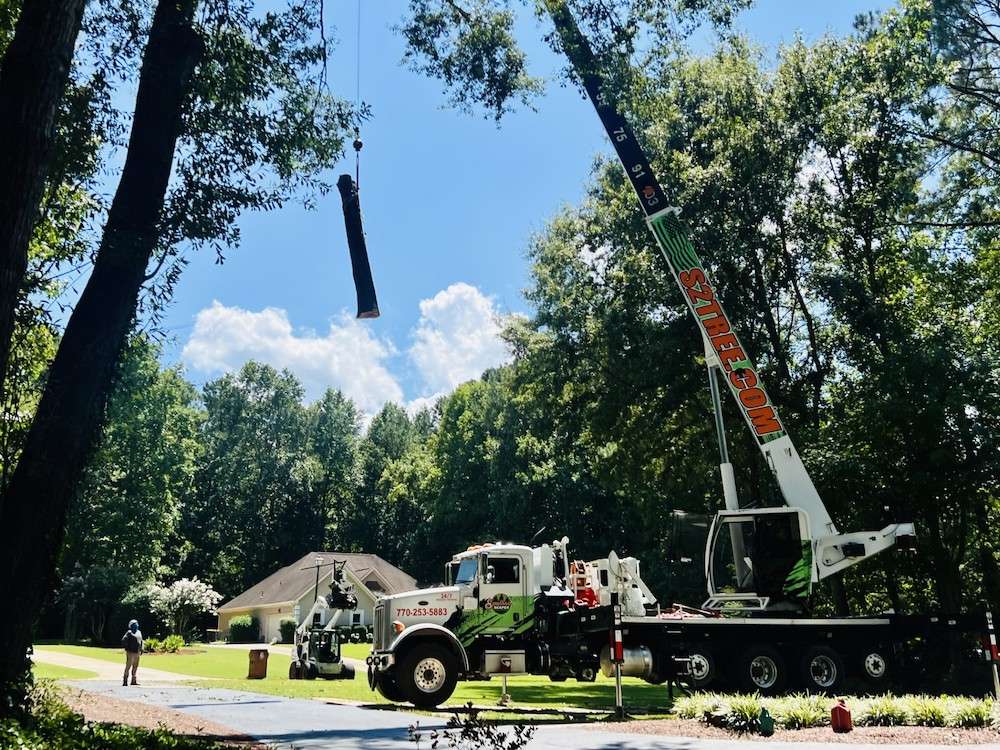 Tree removal