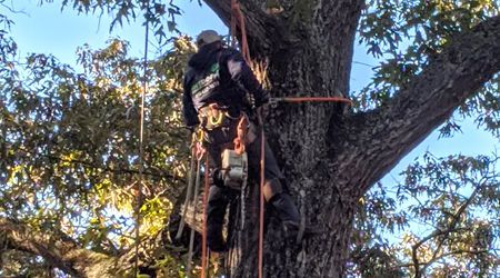 Tree trimming service box 456w