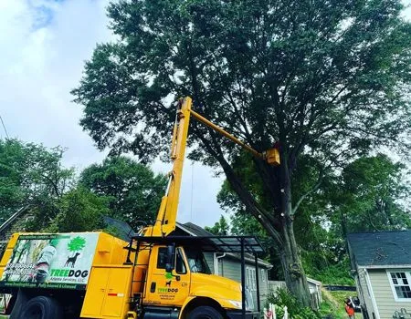 Photo of TreeDog Atlanta Services LLC