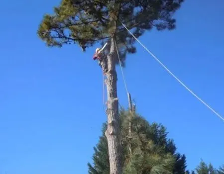 Tree service 1920w