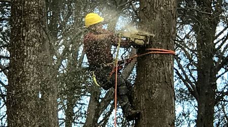 Tree removal stump grinding service box over 1b2382b8 456w