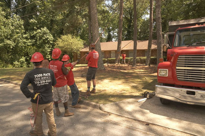 Todds tree service marietta ga