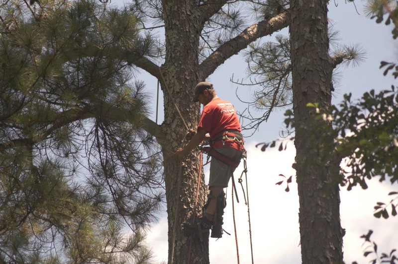 Photo of Todd’s Marietta Tree Services