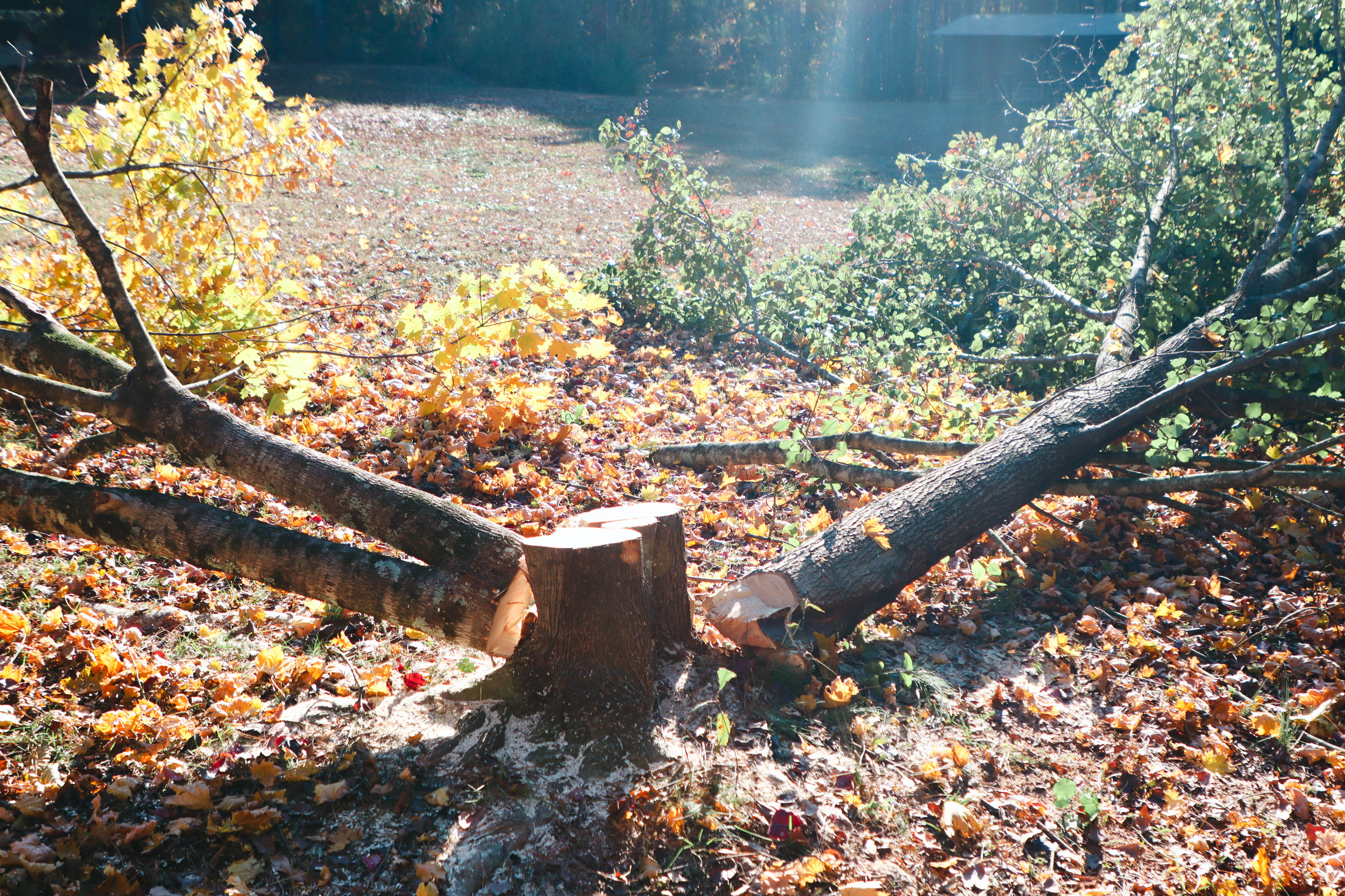 Photo of Hedgecoth Property Solutions