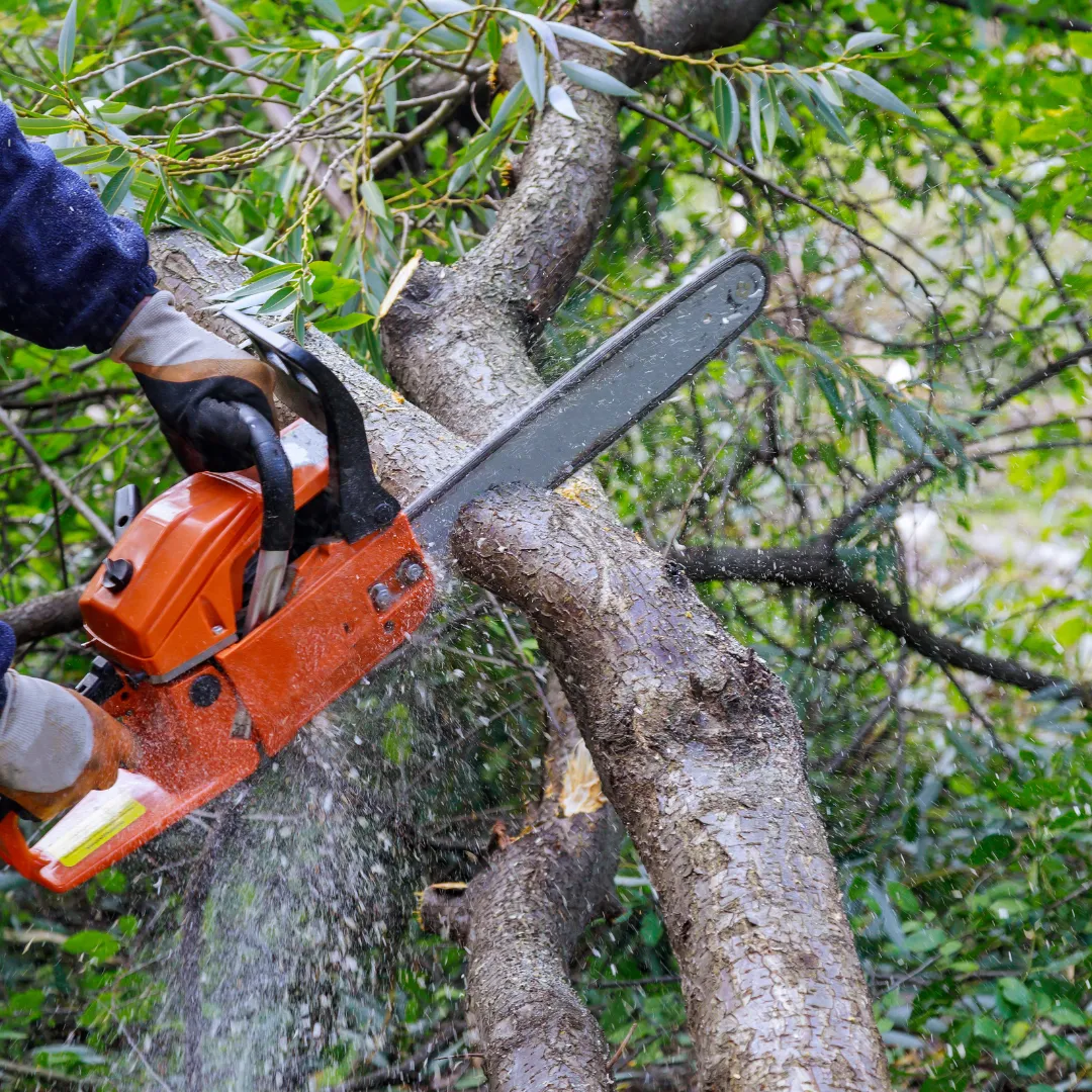 Premium Tree & Shrub tree service work