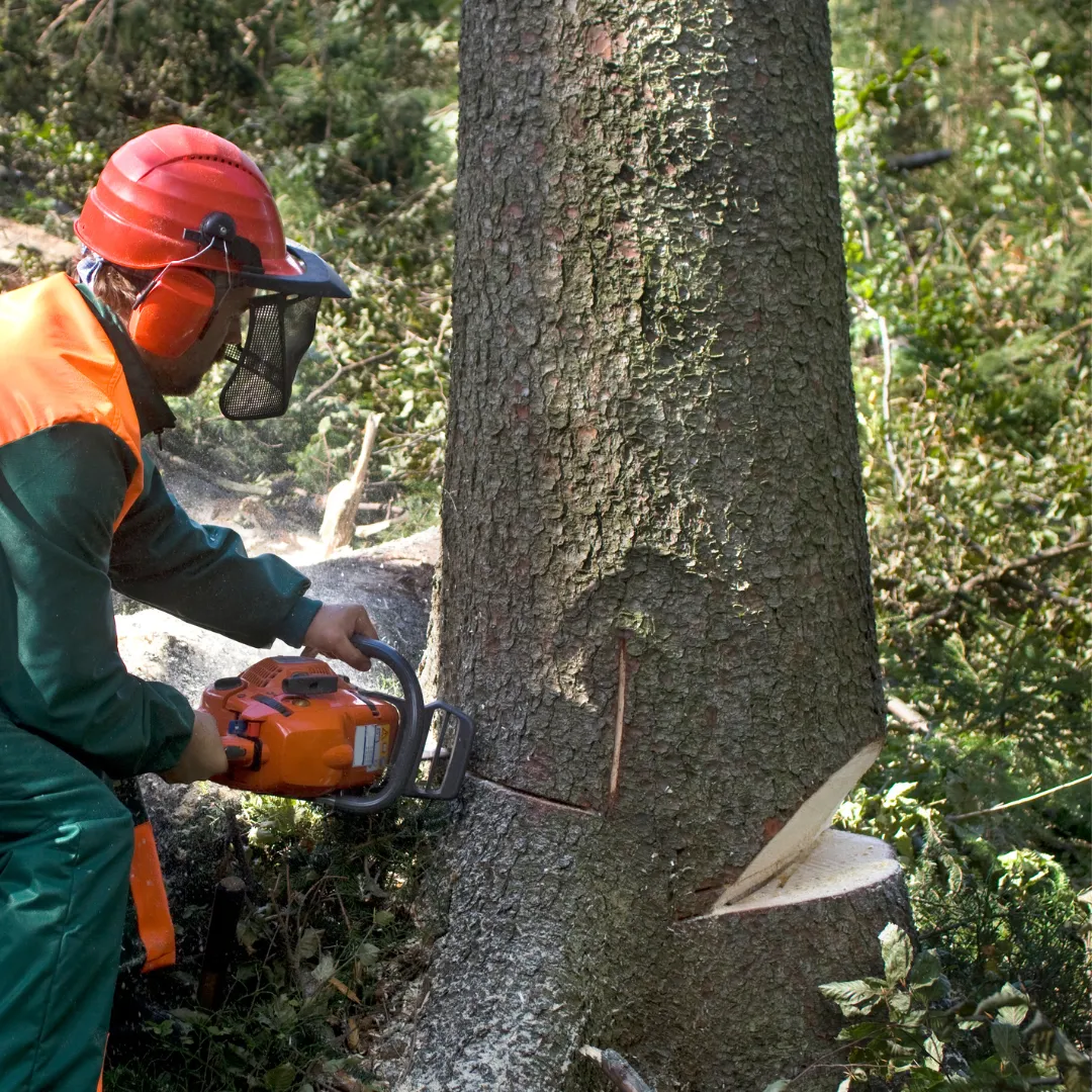 Premium Tree & Shrub tree service work
