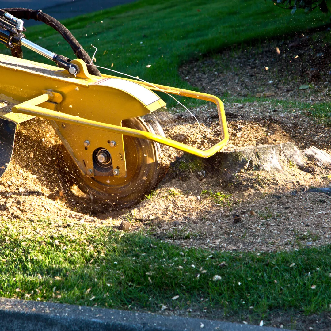 Premium Tree & Shrub tree service work