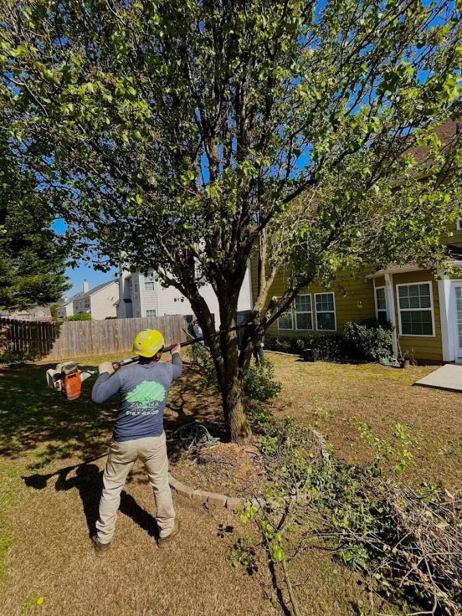 Zamora Tree Services Gallery