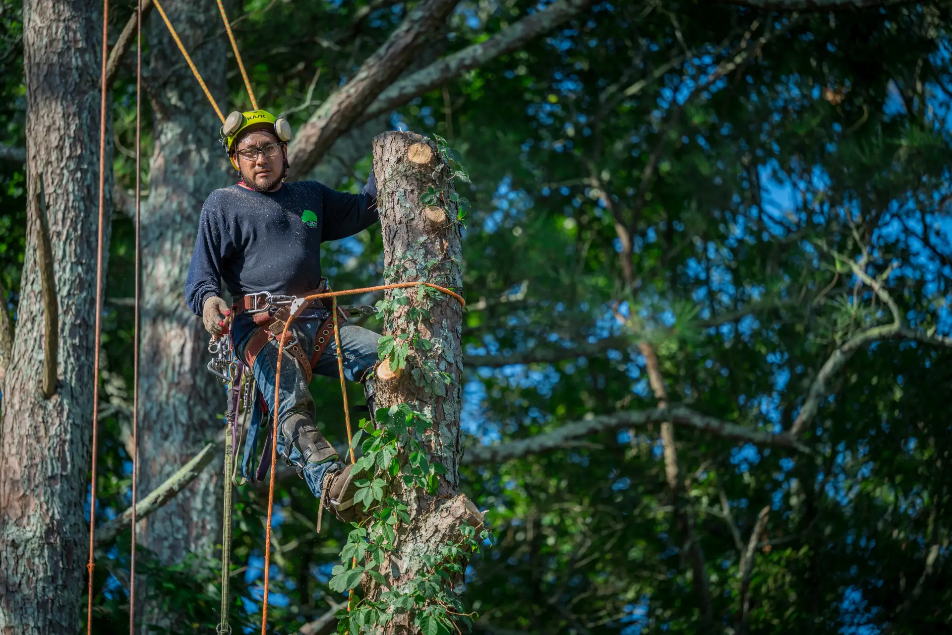 Zamora Tree Service Photo Gallery Banner