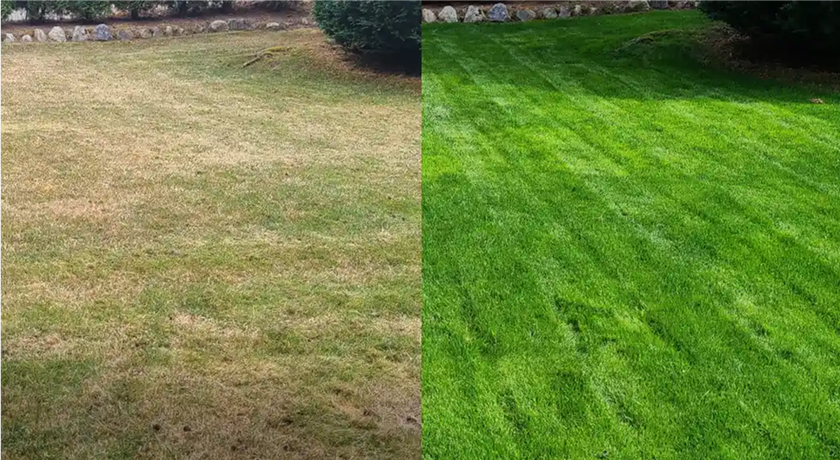 TruGreen Lawn Care tree service work