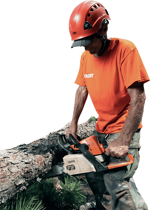 Atlanta Tree Services tree service work